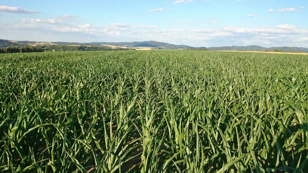 Porost kukuřice po celoplošném zpracování půdy, 26. 6. 2017