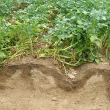 Nová půdoochranná opatření při pěstování brambor