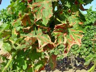 Chřadnutí a odumírání révy - zasychání mezižilkových pletiv listů (tygrovitost)