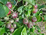 Strupovitost jabloně na malých plodech