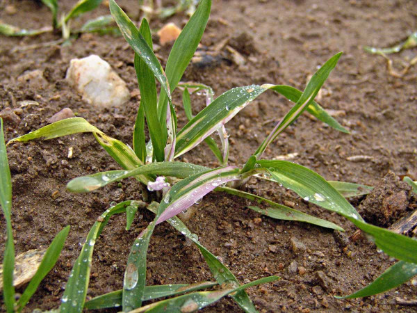 Obr. 2: K poškození ozimého žita či ječmene herbicidem (na obrázku je žito poškozené účinnou látkou diflufenican) dochází nejčastěji na lehčích půdách, při mělkém setí a v případě intenzivních srážek po aplikaci