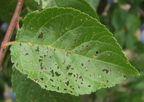 Symptomy suché skvrnitosti listů peckovin