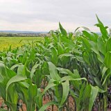 Dr Green - listová výživa kukuřice