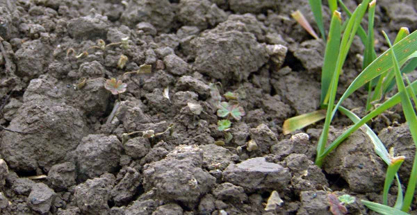 Obr. 7: Velmi dobrou účinnost na kakostovité plevele vykazují především herbicidy obsahující flumioxazin či chlorsulfuron