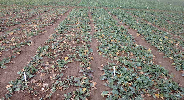 Obr. 1: Vlevo řepka na podzim nehnojená dusíkem, vpravo pohnojena 40 kg N/ha v hnojivu Ureastabil