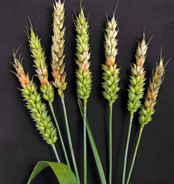 Fuzariózy klasů pšenice