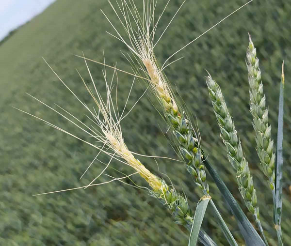 Různá citlivost odrůd pšenice k mrazu před metáním - detail