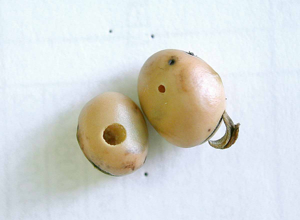 Obr. 8b: Vlevo je semeno bobu, které opustil zrnokaz bobový, vpravo je semeno, které opustil jeho parazitoid - na pravém semeni je ještě vidět nekrotizovaný (černý) malý otvůrek, jedná se o vlezový otvor po malé larvě zrnokaze - již tehdy měla v těle larvu parazitoida