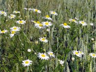 Agility přináší účinné řešení heřmánkovce a řady dalších plevelů