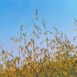 Oves hluchý - významný plevel nejen jarních obilnin