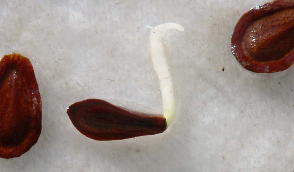 Glejovka americká - klejicha hedvábná - klíčiace semeno