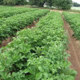 Alternativní způsoby regulace plevelů u brambor