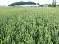 Pšenice ozimá Akteur ošetřená regulátorem Spatial Plus 1,0 l/ha ve fázi BBCH 31 (výnos 8,5 t/ha v provozních podmínkách 2016).