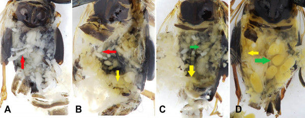 Obr. 5: Hodnocení vývoje vajíček v ovariolách samic dřepčíka olejkového: A - bez tukového tělesa; B - přítomnost tukového tělesa; C - přítomnost nedozrálých vajíček; D - přítomnost zralých vajíček; červené šipky znázorňují ovarioly u prvních dvou obrázků; žluté šipky ukazují stav tukového tělesa v zadečku samičky, a zelené šipky směřují k vajíčkům (nedozrálé či zralé)