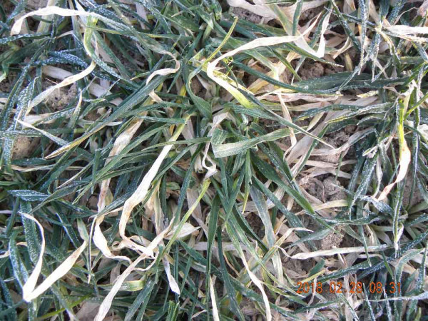 Obr. 1: Pšenice ozimá poškozená mrazem - únor 2018