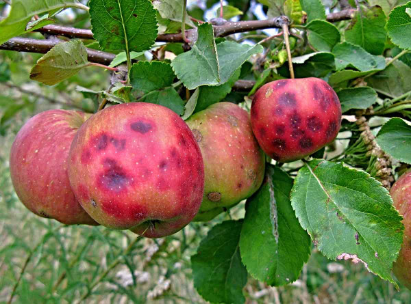 Fyziologická skvrnitost jablek - nedostatek vápníku
