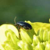 Ochrana řepky proti škůdcům rezistentním vůči insekticidům na podzim
