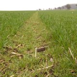 Možnosti regulace trávovitých plevelů v porostech ozimých obilnin na jaře