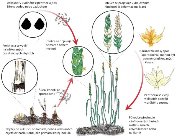Schéma 1: Infekční cyklus původce růžovění klasů pšenice (upraveno dle https://ohioline.osu.edu/factsheet/plpath-cer-06)