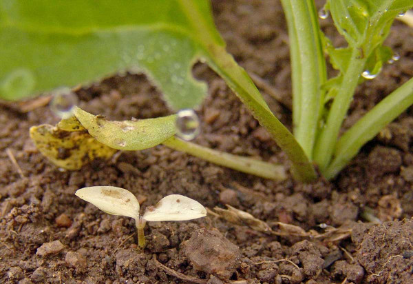 Obr. 2: Herbicidy obsahující clomazone vykazují na svízel přítulu velmi vysokou účinnost a to i za sucha