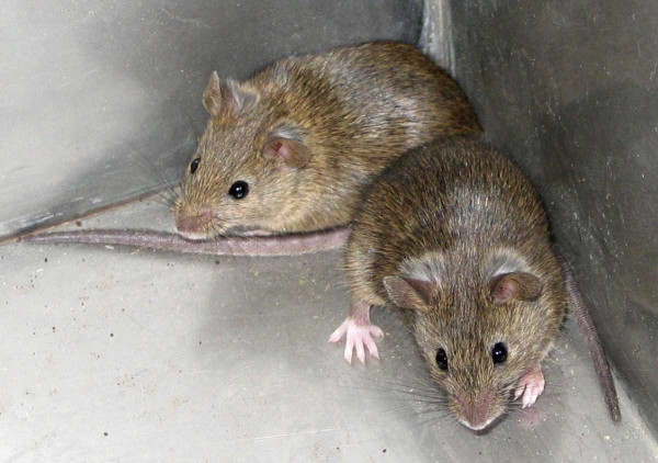 Obr. 3: Myš domácí