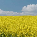 Jaký fungicid do květu řepky - Efektivní kontrola nejen hlízenky v různých situacích