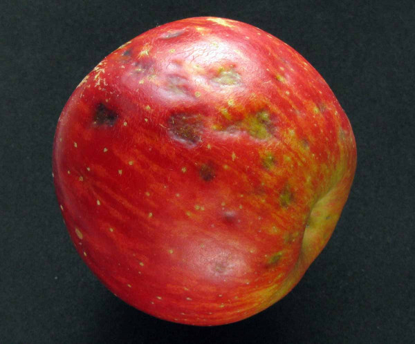 Fyziologická skvrnitost jablek - nedostatek vápníku