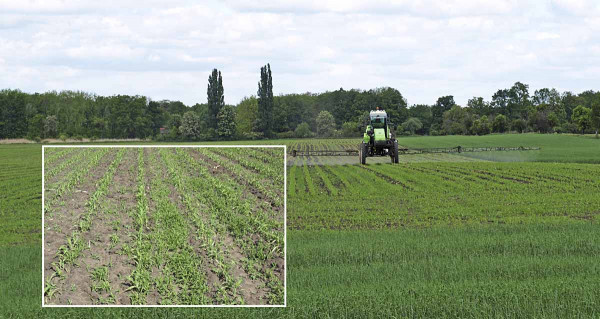 Aspect Pro 1,5 l/ha + Laudis 1,5 l/ha - optimální načasování aplikace, plevele začínají zarůstat prostor mezi řádky kukuřice