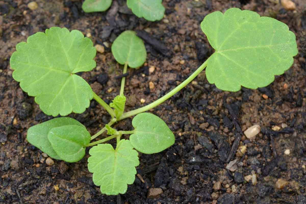 Obr. 4: Klíční rostliny slézu pižmového (Malva moschata L.)