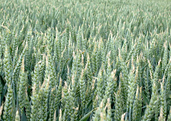 Obr. 4: Zasychání špiček klasů ozimé pšenice - autoregulace v důsledku sucha