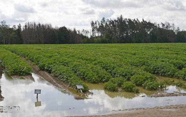 Zaplavené množitelské porosty brambor v roce 2020