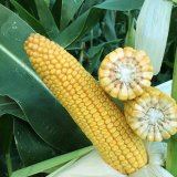 Kukuřice Dekalb - stabilní výnos a kvalita silážní hmoty