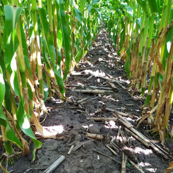  Obr. 4: Kukuřice setá v linii podrytých řádků (srpen 2020)