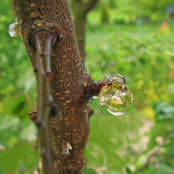 Klejotok lze omezit podzimním ošetřením broskvoní