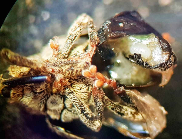 Samička krytonosce čtyřzubého s dozrálými vajíčky  - konec března 2021