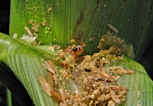 Zavíječ kukuřičný - larva ve stonku