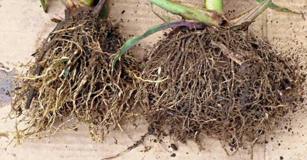 Obr. 2: Vliv houby rodu Trichoderma na větvení a hustotu kořenové soustavy kukuřice (vlevo kontrola)