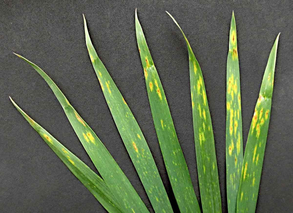 Helmintosporiová skvrnitost pšenice (DTR)