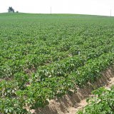 Náklady na pesticidní ochranu brambor a porovnání se zahraničím