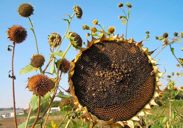 9.	Oproti kulturní slunečnici vytváří plevelná forma větší množství mnohem drobnějších úborů, ze kterých nažky bezprostředně po dozrání snadno vypadávají