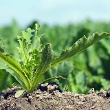 Výživa a hnojení máku setého: Ověřené postupy a vývoj nových hnojiv