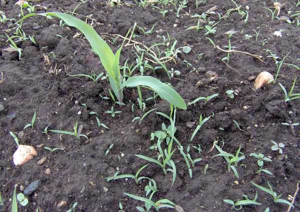 Obr. 2: Toto je hraniční růstová fáze plevelů (především ježatky kuří nohy), kdy ještě lze očekávat dostatečnou účinnost časného postemergentního ošetření herbicidu Adengo, Lumax (+ Atplus) a Sulcotrek; u herbicidů Akris, Balaton Plus, Successor TX, Koban Top, Bolton TX, Talos T a Aspect Pro je v této růstové fázi vhodné snížit dávkování a použít v kombinaci s herbicidem obsahující mesotrione (Callisto, Story, Slalom, atd.)