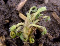 Obr. 4: Aminopyralid obsažený např. v herbicidu Galera podzim vykazuje velmi vysokou účinnost na plevelné máky, které nemusí být za sucha preemergentními herbicidy dostatečně potlačeny