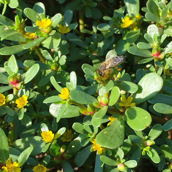 Stále častěji se objevuje šrucha zelná (Portulaca oleracea)