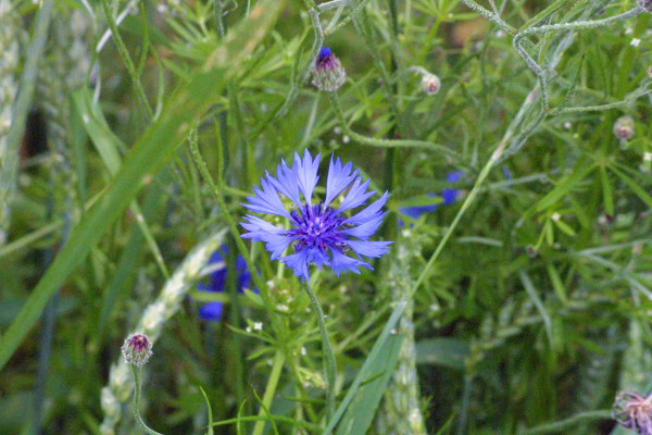 Chrpa modrá - květ