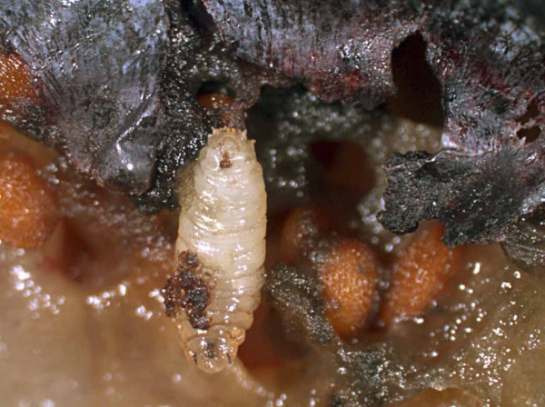 Larva octomilky japonské (M. Kubištová)