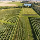 Uplatňování systému integrované ochrany rostlin v souvislosti se změnou legislativy (49): Regulace reziduí pesticidů v zelenině a v ovoci III. – model degradace reziduí pesticidů