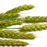 Seznam doporučených odrůd pšenice ozimé 2022