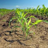 Listová hnojiva pro kukuřici