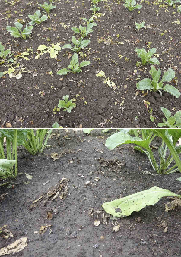 Obr. 4: Působení herbicidu Conviso One v dělené aplikaci (0,5 + 0,5 l/ha) na plevele: týden po prvním ošetření (nahoře), tři týdny po druhém ošetření (dole)